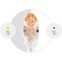 PHILIPS Sonicare A3 Premium (Koka Furce) x2